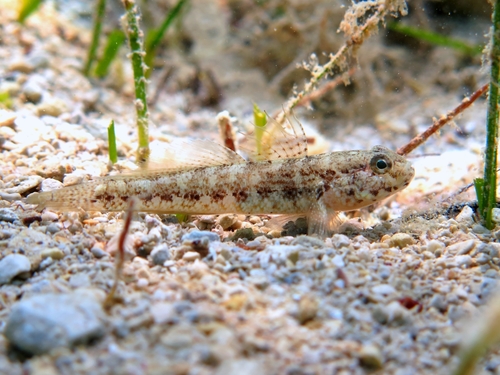 Couch's goby