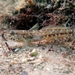 Couch's Goby - Photo (c) Roberto Pillon, all rights reserved, uploaded by Roberto Pillon
