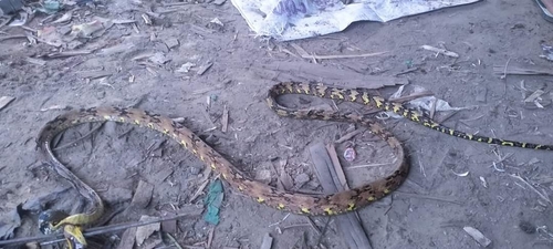 Dog-toothed Cat Snake
