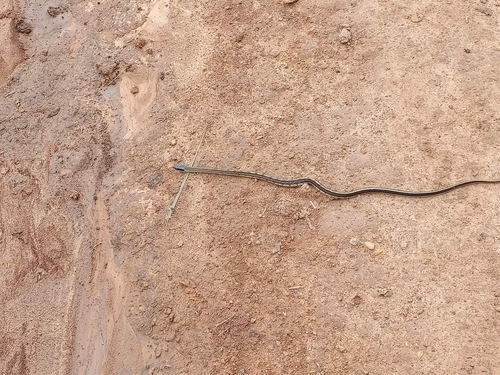 Beauty Ratsnake