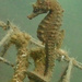 Observation photo