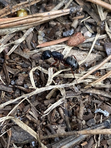 iNaturalist observation photo of Western Black Carpenter Ant