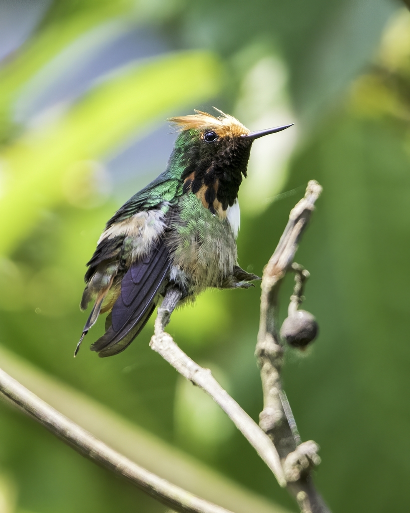Short-crested Coquette (Lophornis brachylophus) photo