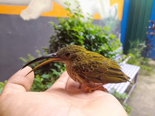 Streaked Spiderhunter