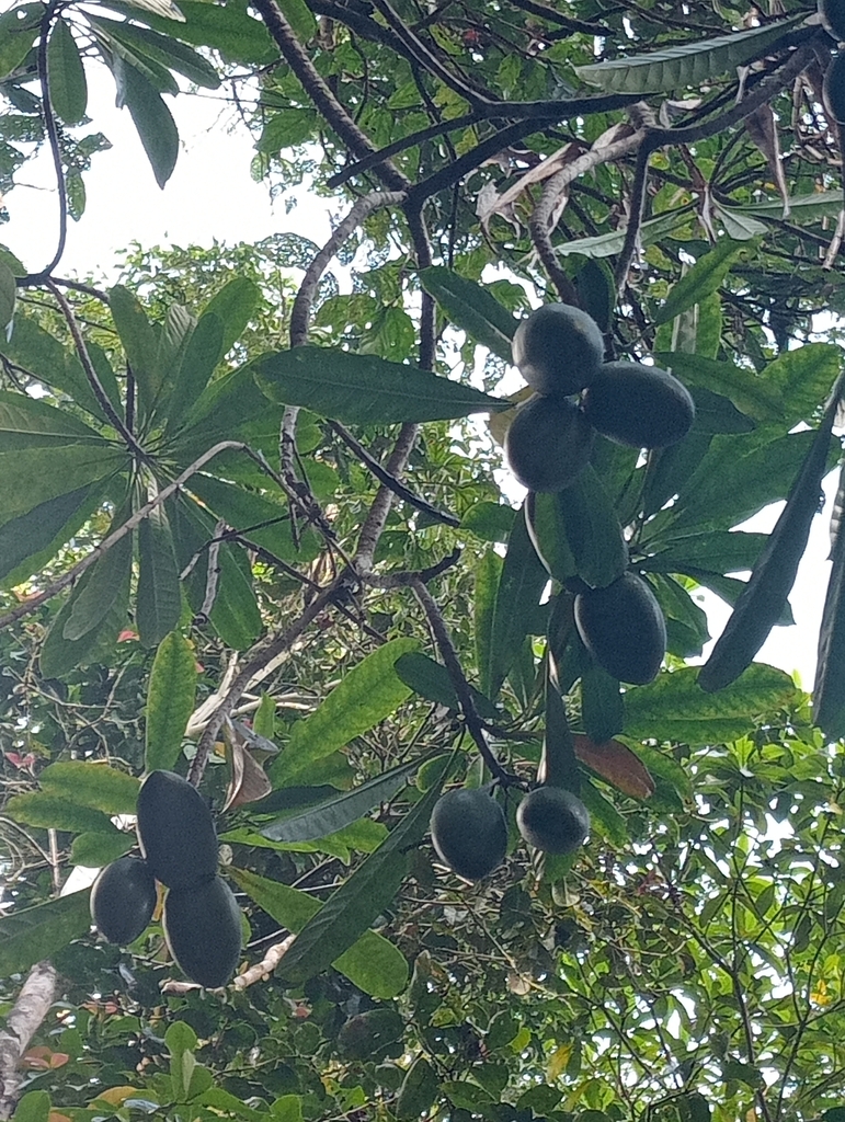 Cassowary Plum from Cullinane QLD 4860, Australia on June 14, 2023 at ...