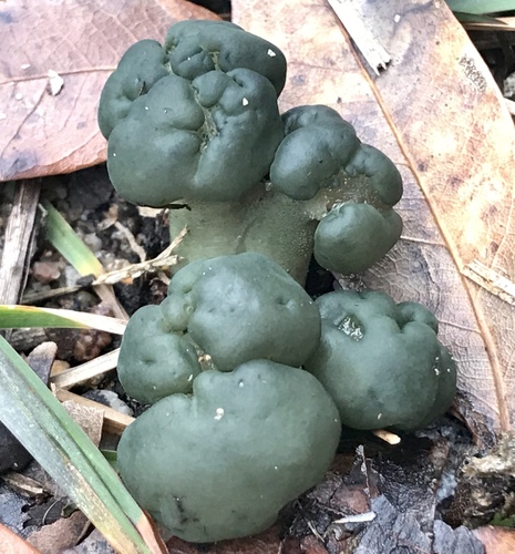 Leotia atrovirens Pers.