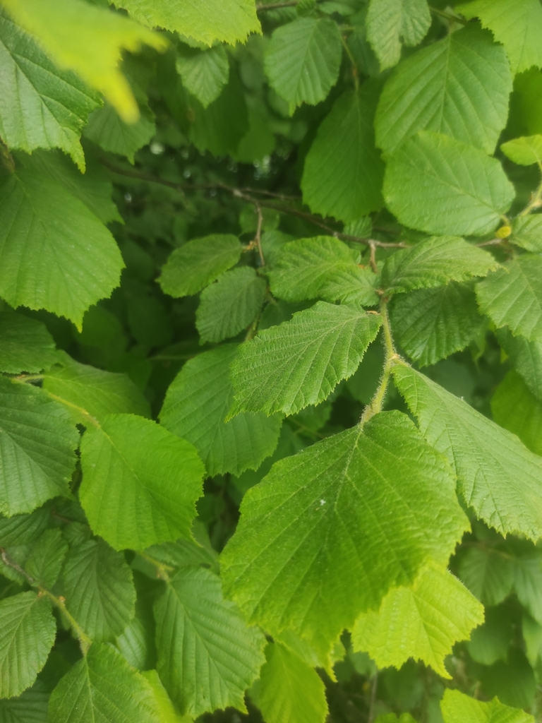 common hazel from Серебрянка-3, Минск, Беларусь on June 15, 2023 at 10: ...