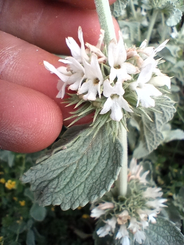Marrube blanc cotonneux 2