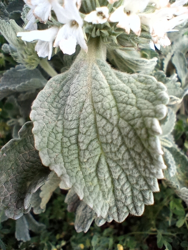 Marrube blanc cotonneux 3