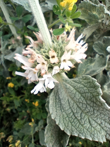 Marrube blanc cotonneux 4