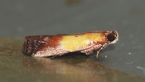 Guastica semilutea Walker, 1863