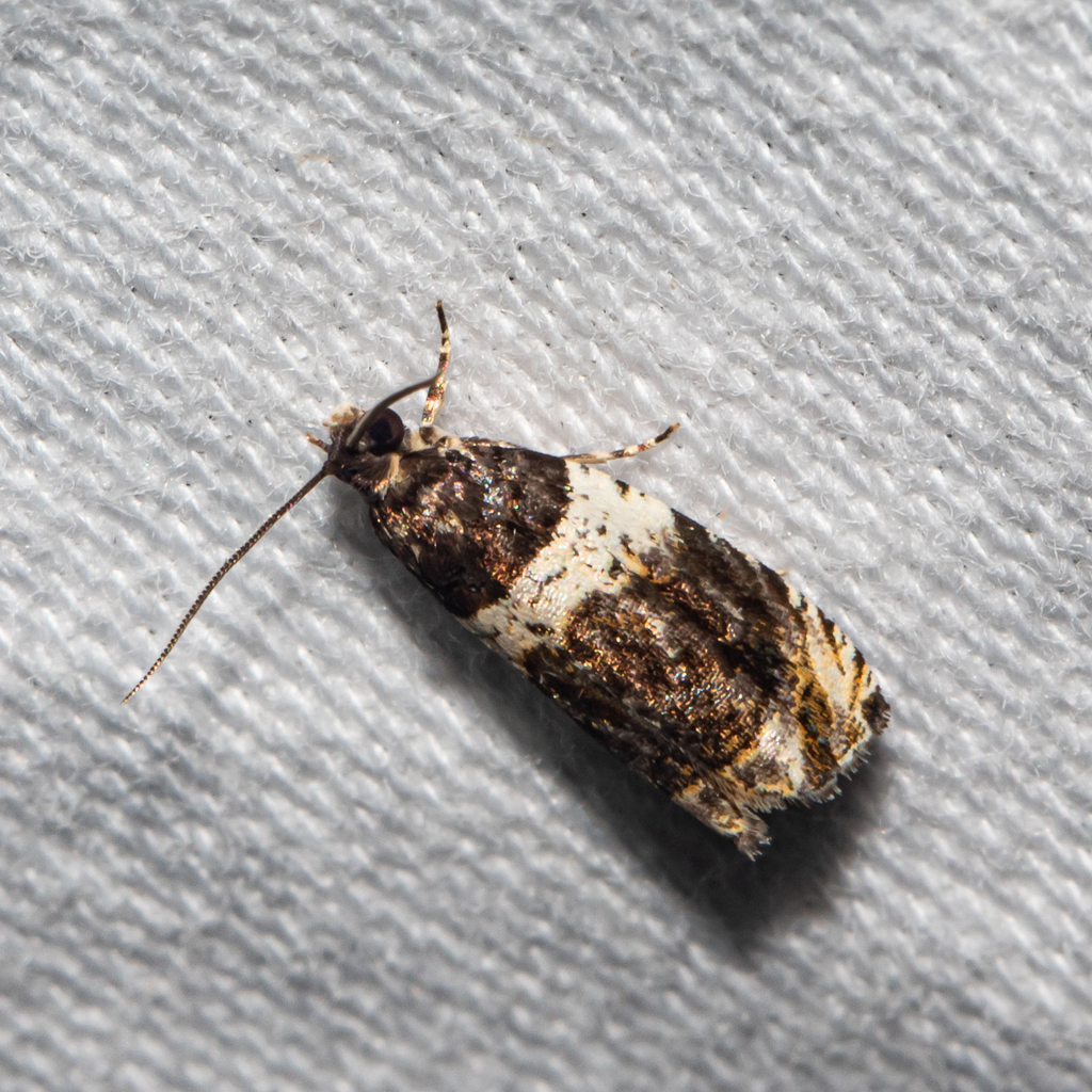 Banded Olethreutes Moth from Anne Arundel County, MD, USA on June 10 ...