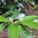 Cryptocarya concinna - Photo (c) jayho, todos los derechos reservados, subido por jayho