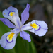 Iris cristata - Photo (c) Eric Hunt, todos los derechos reservados