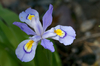 Dwarf Crested Iris - Photo (c) Eric Hunt, all rights reserved