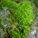 Soft-tufted Beard-Moss - Photo (c) Henry Fabian, all rights reserved, uploaded by Henry Fabian