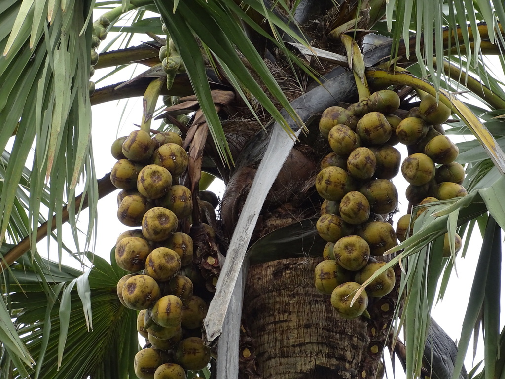 borassus palm from Pehonko, Bénin on June 15, 2023 at 10:22 AM by ...