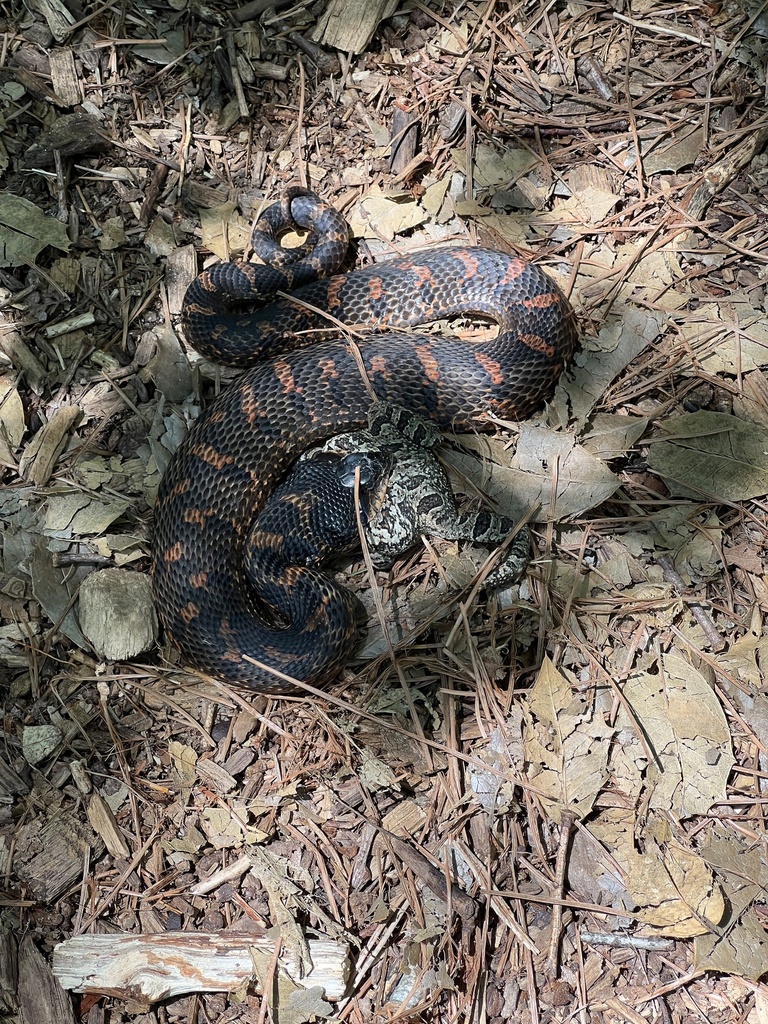 Eastern Hognose Snake from Fenwick Island, Ocean View, DE, US on June ...