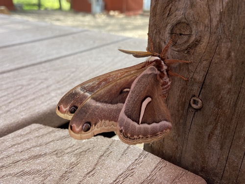 iNaturalist observation photo of Ceanothus Silk Moth