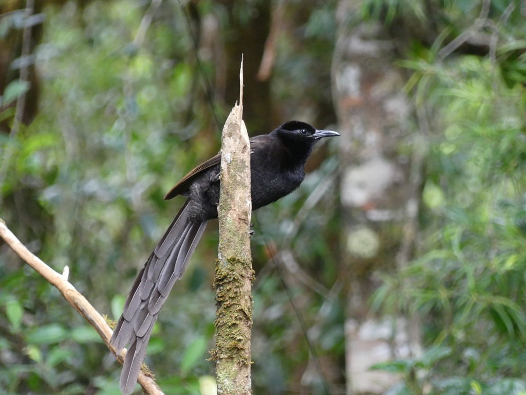 Arfak Astrapia (Astrapia nigra) photo