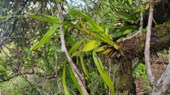 Maxillaria camaridii image