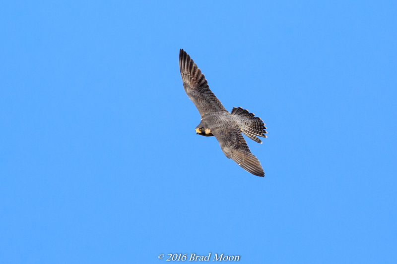 Swamp Harrier Wikipedia