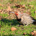 Yellow-shafted × Red-shafted Flicker - Photo (c) Brad Moon, all rights reserved, uploaded by Brad Moon