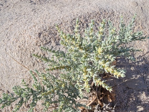 Bassia californica (S. Watson) A.J. Scott