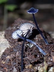 Entolomatoid