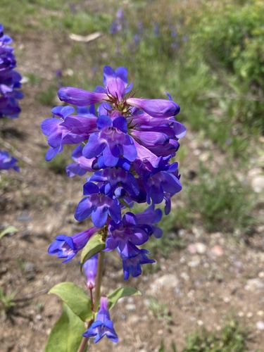 Penstemon cyananthus
