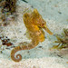 Observation photo