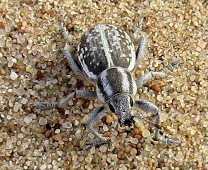 Diglot Insect Genus Diglossotrox · iNaturalist