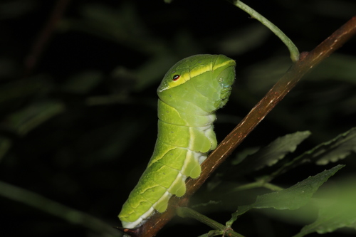 Japanese Peacock Swallowtail