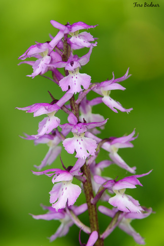 Orchis mascula
