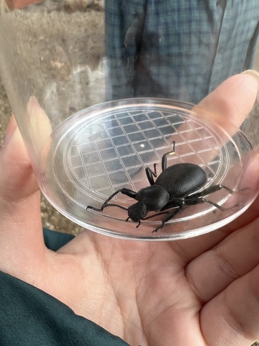 iNaturalist observation photo of Coelocnemis