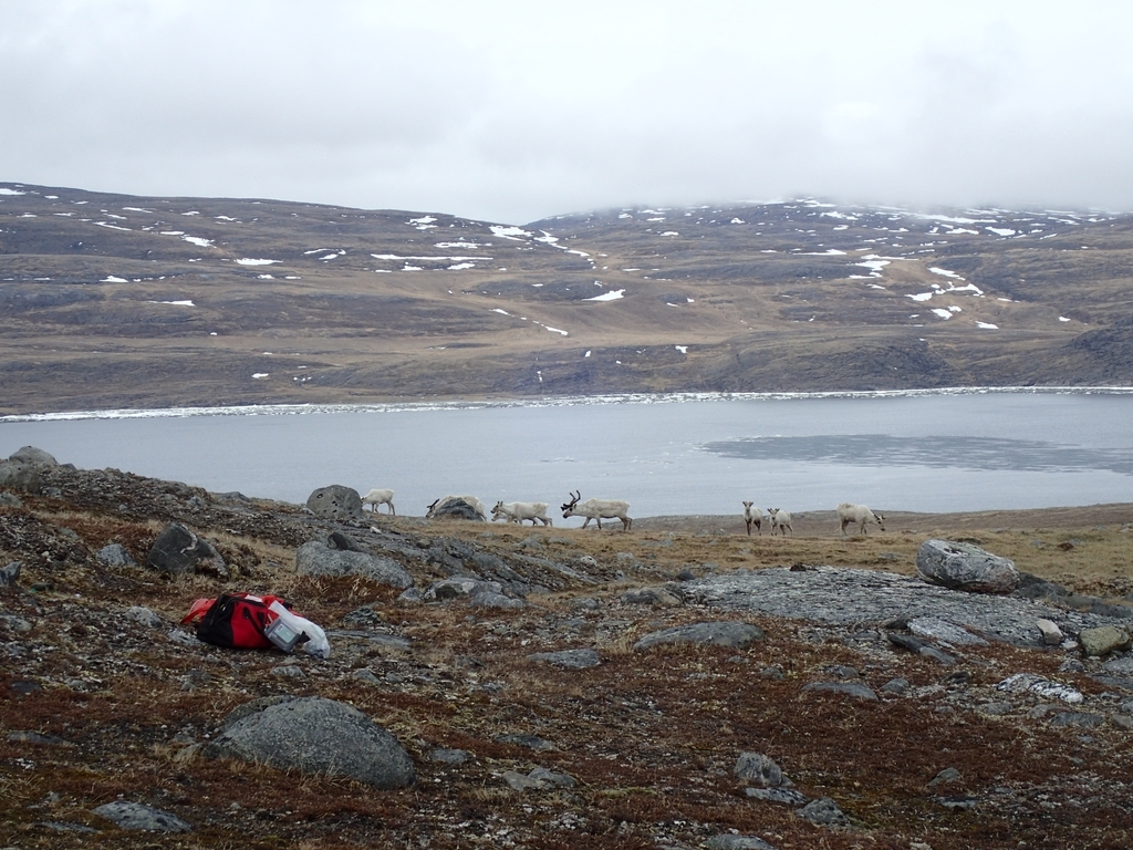 Caribou from Salluit, Nord-du-Québec, QC J0M, Canada on June 14, 2023 ...