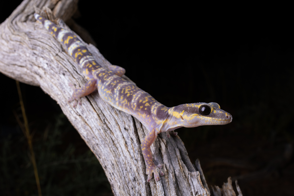 Inland marbled velvet gecko