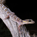 Inland Marbled Velvet Gecko - Photo (c) Jono Dashper, all rights reserved