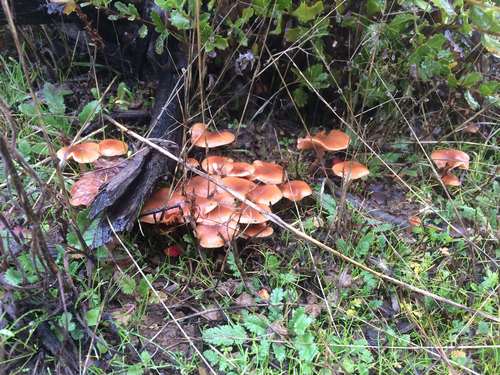 iNaturalist observation photo of Common Gilled Mushrooms and Allies