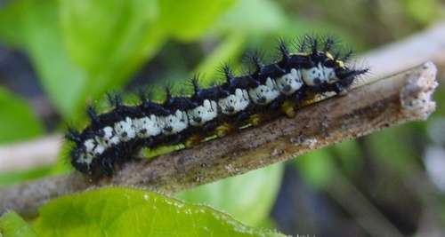 Gillett's Checkerspot