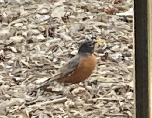 iNaturalist observation photo of American Robin
