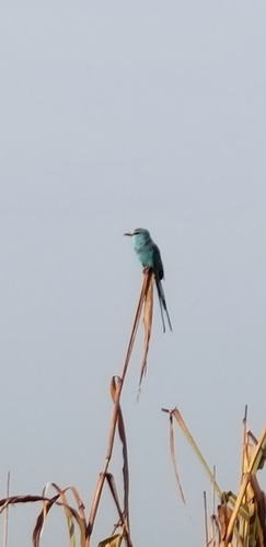 Abyssinian Roller