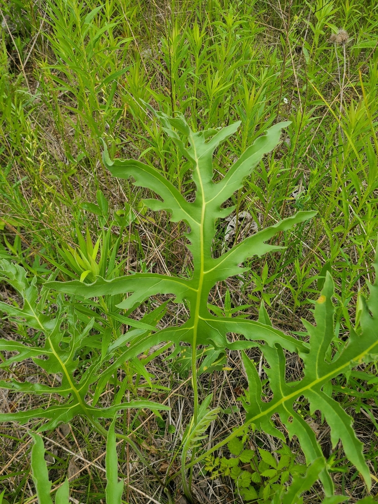 compass plant from Harrow, ON N0R 1G0, Canada on June 15, 2023 at 03:31 ...