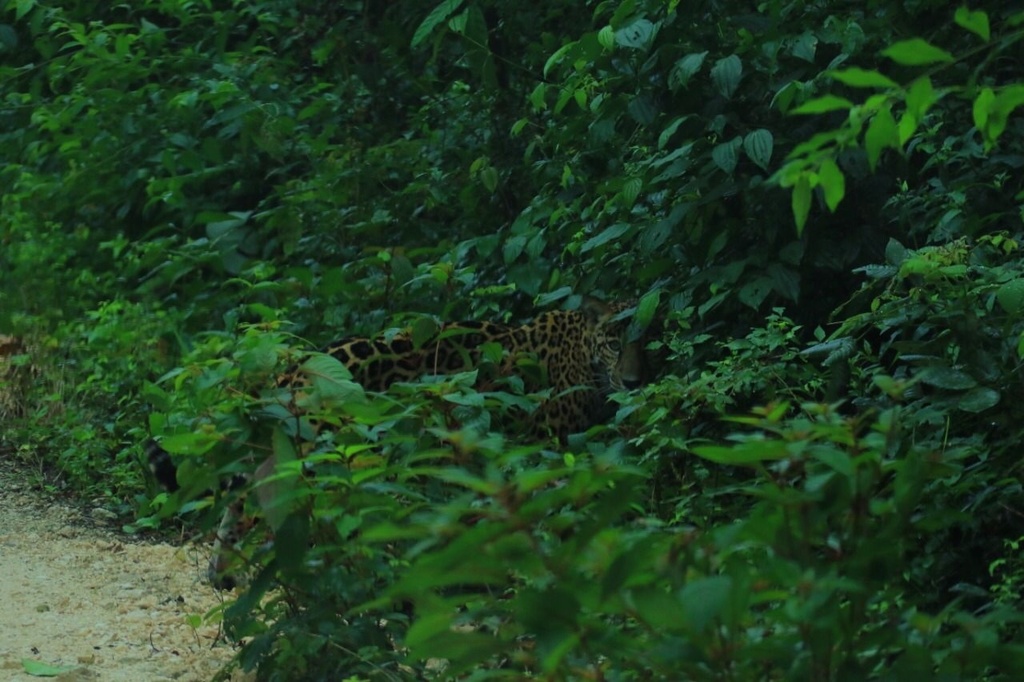 Jaguar in January 2023 by Noé Nowi · iNaturalist