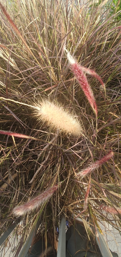 Cenchrus orientalis (Oriental Fountain Grass)