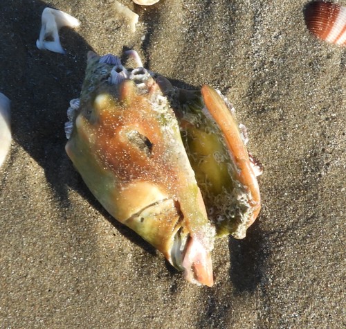 Eastern Pacific fighting conch