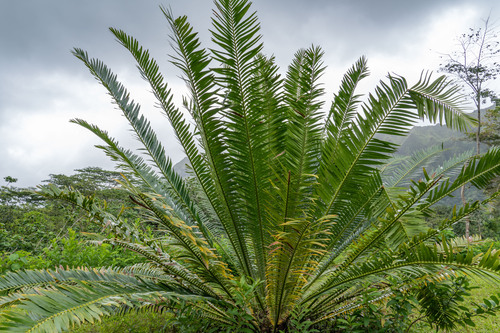 Ituri forest cycad (Encephalartos ituriensis)