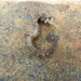 Observation photo