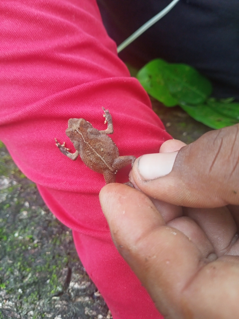 Rhinella sternosignata from Chivacoa 3202, Yaracuy, Venezuela on June ...