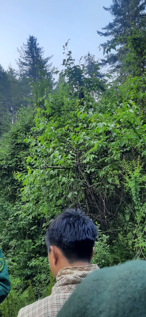 Hardy kiwi